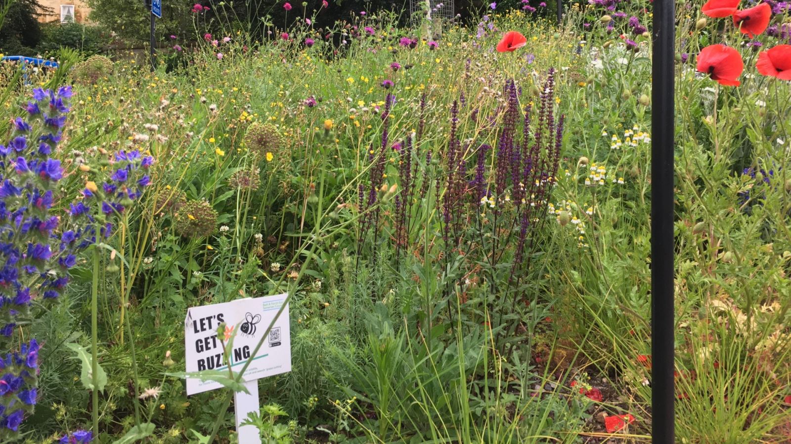 Let's Get Buzzing neighbourhood nature area already established in Widcombe High St, Bath, by volunteers.
